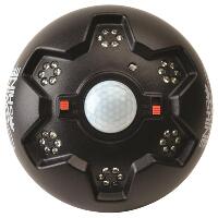 American Hunter Swine Shine Hog Light