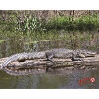 DuraMesh Archery Target Alligator 25 in. x 32 in.