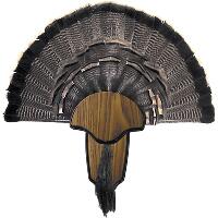 Hunters Specialties Turkey Mount Kit Tail & Beard