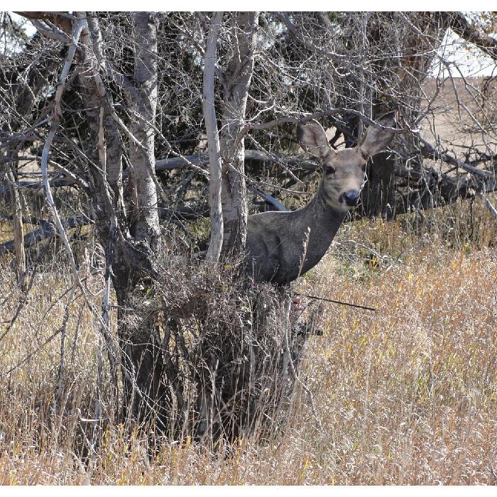 Heads Up Mule Deer Doe DecoyHeads Up Decoys deer decoys Hunting Bow