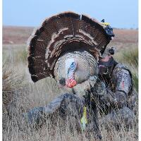 Heads Up Tom Turkey Decoy