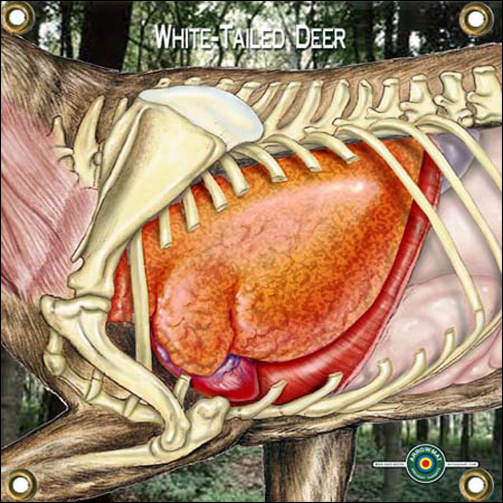 Arrowmat Foam Target Face Whitetail Vitals 17x17 in.|Arrowmat target ...