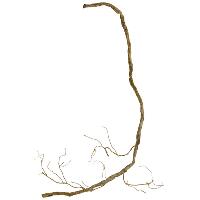 Scrape Fix Vine